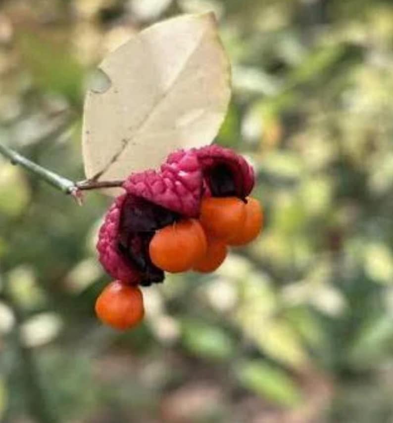 Strawberry Bush 2-3 Ft. Quart Pot, Native Indian Arrow Wood, Euonymus