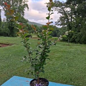 Purple Crape Myrtle Shrub: Fast Growing, Showy Flowers, 2-4 ft Tall