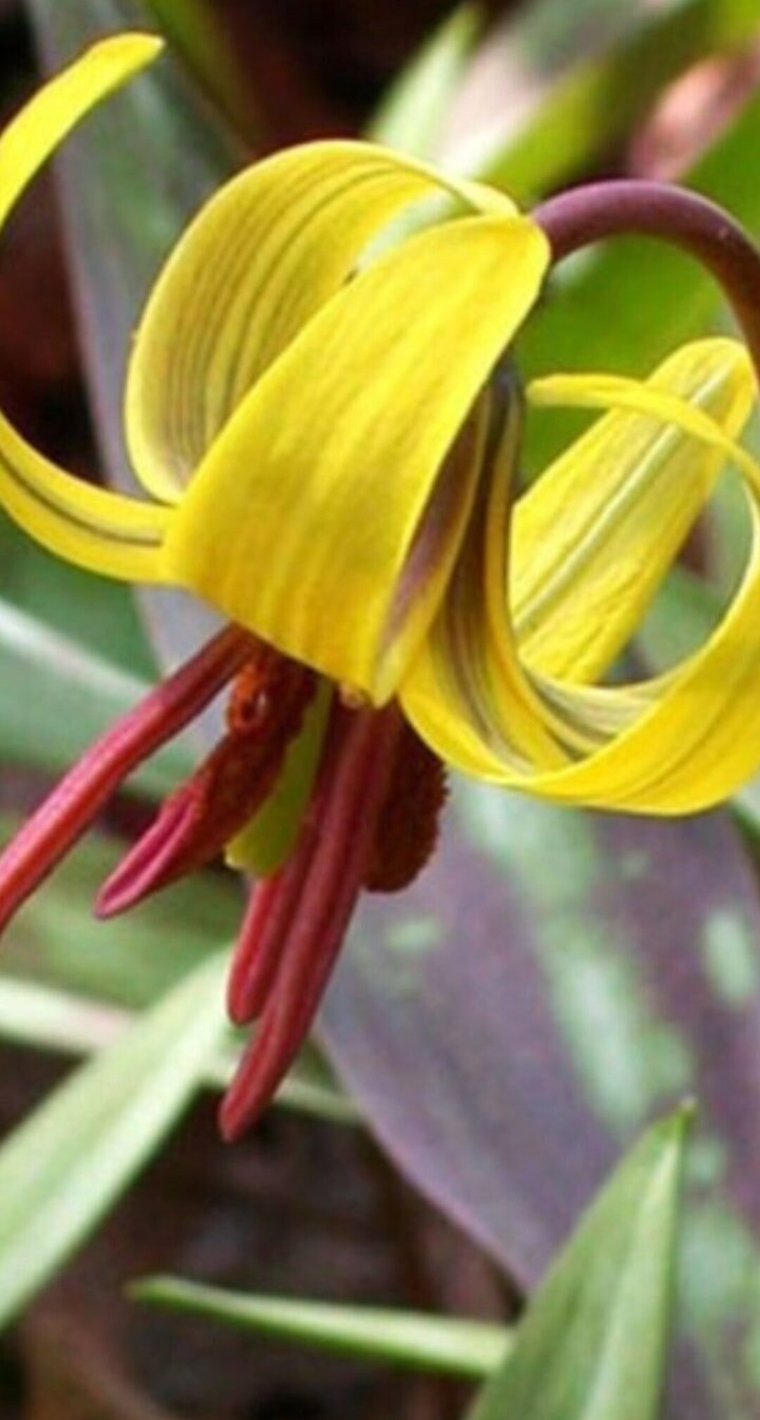 10 Trout Lily Bulbs, Herbaceous Flowers, Perennials, Yellow Lily