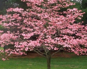 Pink Flowering Dogwood 12-18 in. tall in a 2 1/2 in. pot, attracts pollinators, fast growing, pink flowers, landscape tree