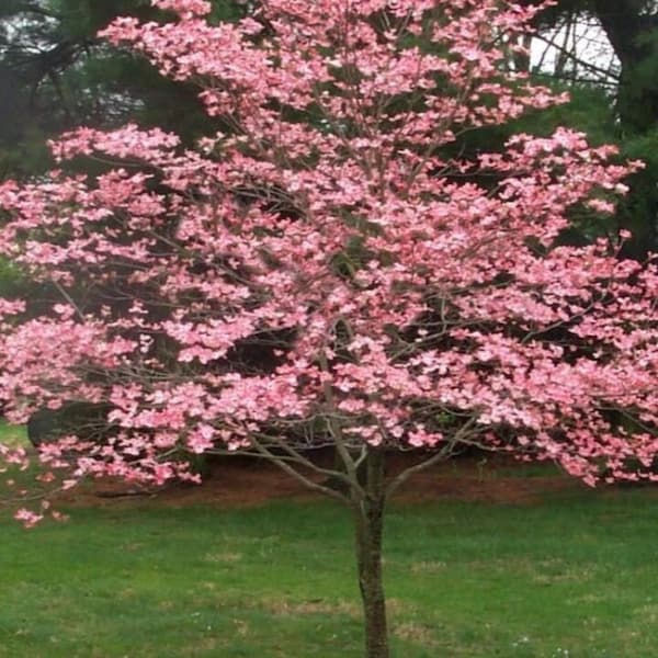 Pink Flowering Dogwood 12-18 in. tall in a 2 1/2 in. pot, attracts pollinators, fast growing, pink flowers, landscape tree