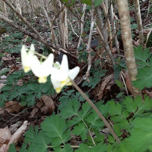 May include: Close-up of white and yellow flowers with a heart-shaped form, set against a backdrop of green foliage and brown branches. The delicate flowers are in focus, with the background slightly blurred, creating a natural, outdoor scene.