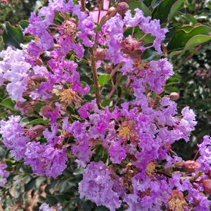 2 Purple Crepe Myrtle Trees 2-3 ft Quart pot Flowering Shrub
