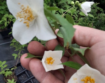 Sweet Mockorange 12-24 in. tall in a quart pot, fragrant flowers, deciduous shrub, fast growing shrub, flowering shrub