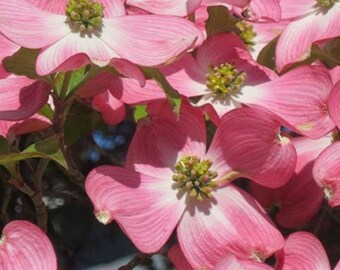 Pink Flowering Dogwood 12-18 inches tall in a 2 1/2 in pot