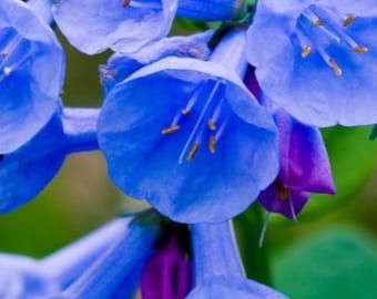 20 Bluebells Bare Root, virginia bluebells, bell shaped flowers, blue flowers, spring planting, perennials, wildflower garden