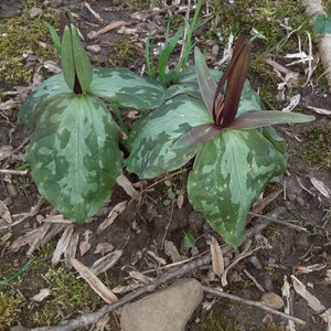 10 Toad Shade Trillium Bare Roots: Burgundy Flowers, Wildflowers ...