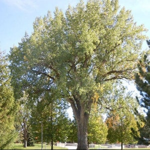 Cottonwood Tree 2-3 ft. tall in a quart pot, fast growing, attracts game birds, attracts songbirds, landscape tree