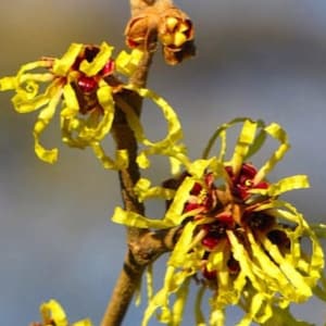 May include: Close-up of a witch hazel branch with vibrant yellow, ribbon-like petals and deep red centers. The flowers are in full bloom, showcasing their unique, fringed appearance. The background is a soft, blurred mix of blue and green.