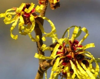 Witchhazel 12-18 in. tall in a 2 1/2 inch pot, deciduous shrub, ornamental shrub, yellow blooms, hamamelis virginiana