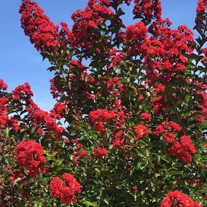 May include: A vibrant image of a crape myrtle tree in full bloom, showcasing clusters of bright red flowers against a backdrop of green foliage and a clear blue sky. The flowers are densely packed, creating a striking visual display.