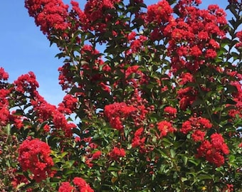 Red Crape Myrtle 12-18" 2.5" Pot Fast Growing Shrub/Tree, Cherry Red Flowers