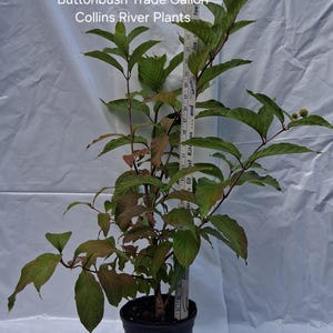 Buttonbush Shrub 2-3' Trade Gallon, Cephalanthus Occidentalis, Pollinator Plants