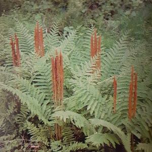 5 Cinnamon Ferns Bareroot/root systems, cinnamon stick fronds, hardy fern, grows in woody swamps and marshy places, spring planting