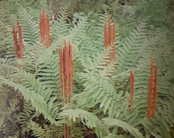 5 Cinnamon Ferns Bareroot/root systems, cinnamon stick fronds, hardy fern, grows in woody swamps and marshy places, spring planting