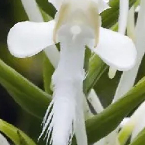 5 orquídeas blancas con flecos a raíz desnuda (Platanthera blephariglottis). Perenne, nativa, apta para polinizadores.
