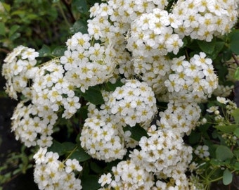 Vanhoutte Spirea 18-24 inches tall in a quart pot, easy to grow, low maintenance, bridal wreath, white flowers, deciduous flowering shrub