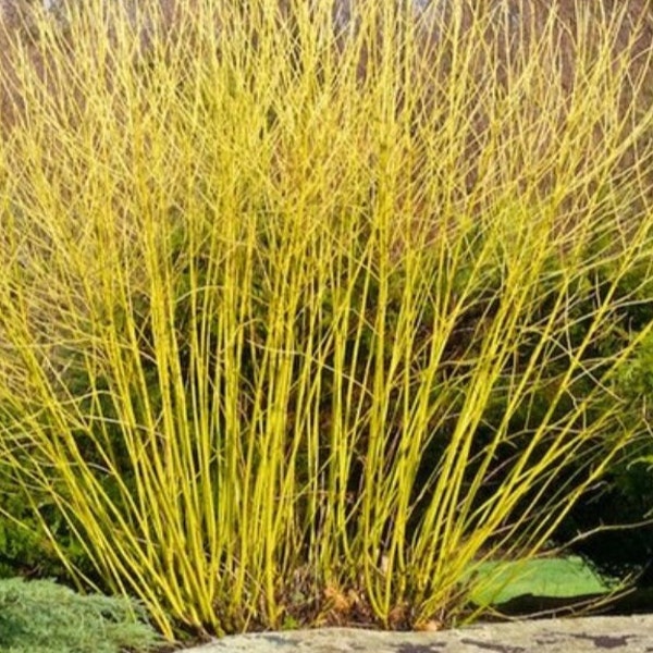 Yellow Twig Dogwood Bareroot 15-24 inches tall, deciduous flowering shrub, fast growing, yellow stems, deer tolerant, winter landscape