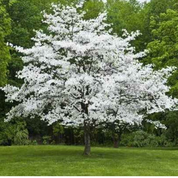 White Flowering Dogwood 3-4 ft. tall Bareroot plant, dormant, showy white blooms, ornamental tree, flowering dogwood, red berries, branched