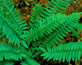 10 Christmas Ferns Bare Root, native fern, polystichum acrostichoides