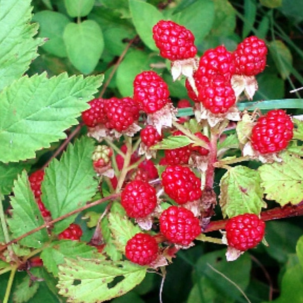 Raspberry Plant Etsy
