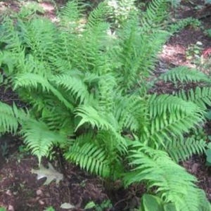 10 Tennessee Ostrich Fern Bareroot: Native Perennial Green Fronds