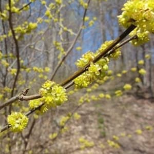 Spicebush/Pond berry 12-18 in. tall in a quartpot, fragrant blooms, lindera benzoin, attracts butterflies, yellow blooms