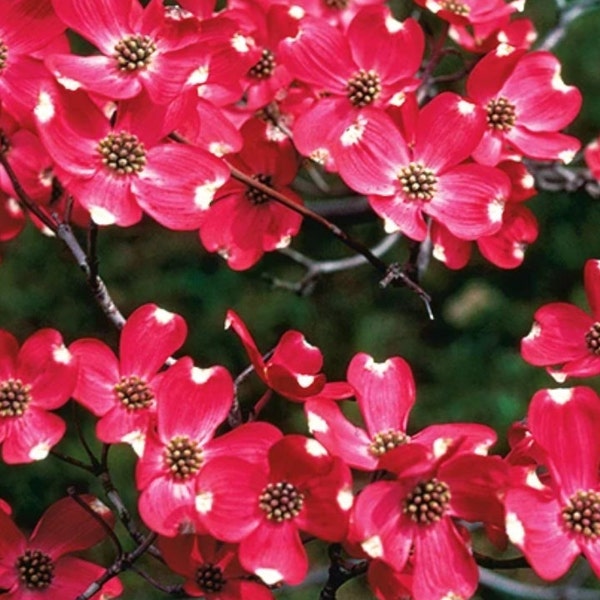 Red flowering Dogwood Tree 18-24 in. tall Bareroot, red flowers, showy blooms, fast growing tree, red berries, spring planting