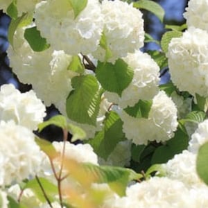 Japanese Snowball 12-18 inches tall in a quart pot, flowering shrub, spring planting, viburnum plaicatum, white blooms