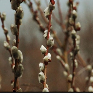 May include: Close-up of pussy willow branches with soft, gray catkins. The branches are a reddish-brown color, and the background is a blurred mix of brown and gray. The image captures the delicate texture and natural beauty of the plant.