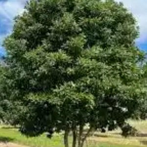 May include: A large, green, leafy tree with multiple trunks growing in a grassy field.