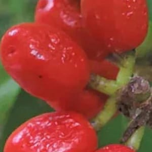 May include: Close-up of a cluster of bright red berries on a green stem. The berries are oval-shaped with a slightly textured surface. The background is a blurred green.