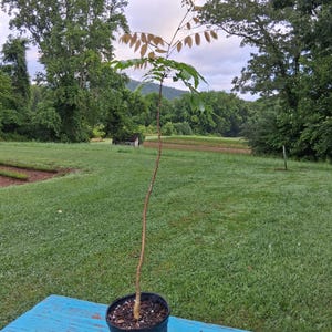 Purple Wisteria 3-4 ft. tall in a trade gallon, Wisteria, purple flowers, potted plant, fast growing, flowering