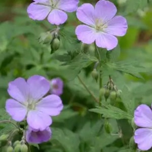 20 Wild Geraniums Bare Root, geranium maculatum, spotted geranium, wood geranium, perennial flower, woodland garden, spring planting