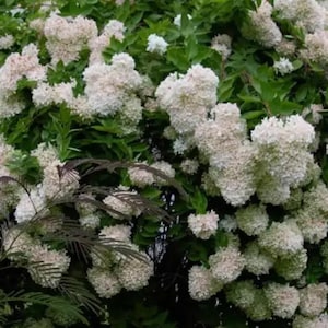 2 arbustos de hortensia Peegee H. paniculata grandiflora, maceta de 30-45 cm y 6,35 cm