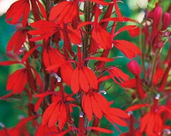5 Red Cardinal Flower Bareroot, lobelia cardinalis, Native Plant, Wildflowers