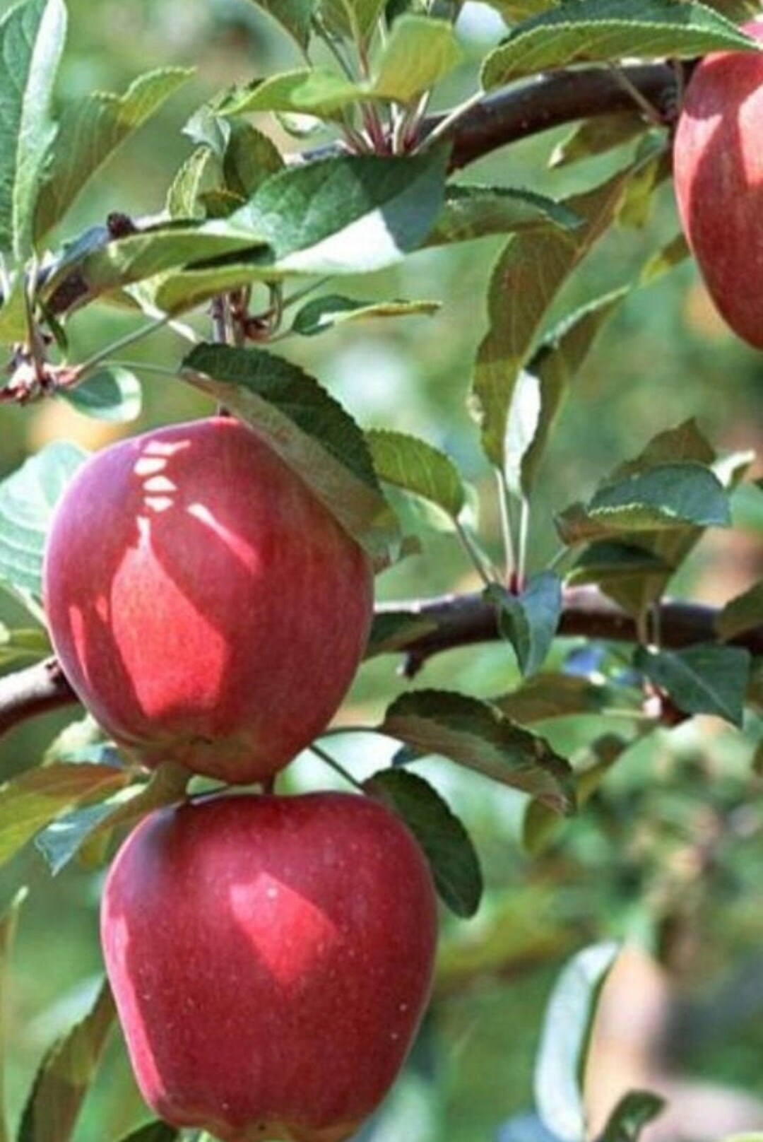 2 Gala Apple Trees 1824 Inches Tall Bareroot Fruit Bearing Etsy