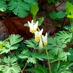 10 Dutchman Breeches bareroot/bulbs/root systems, herbaceous perennials, pantaloons, garden, spring planting, white to pink flowers