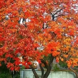 May include: A vibrant tree with a full canopy of fiery red and orange leaves. The tree's branches are visible against the backdrop of the colorful foliage. The trunk is a dark brown color. The tree is set against a backdrop of a brick wall and a blue trash can.