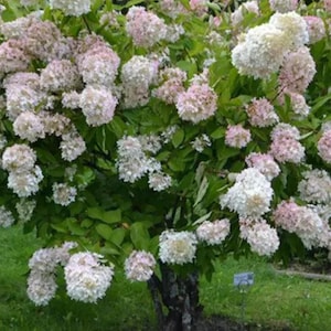 Peegee Hydrangea 12-18" Quart Pot Flowering Shrub