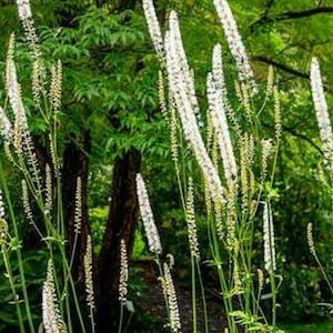 10 Black Cohosh roots/root system, perennials, wildflowers, shade plant, herbaceous perennial, white flowers, spring planting