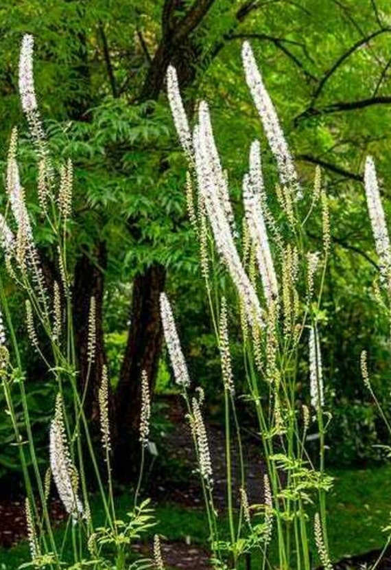 5 Black Cohosh Roots/root System Perennials Wildflowers Etsy