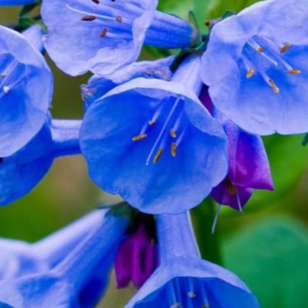 10 Virginia Bluebells bareroot, bell shaped flowers, blue flowers, perennials, wildflower garden