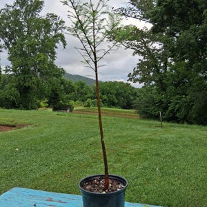 Bald Cypress 18-24 in. tall in a trade gallon, live potted plant, flood resistant plant, grows in swamps, taxodium distichum