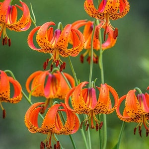 10 Turks Cap Lily bulbs, nodding flowers, meadows, coves, wildflower garden, lily, easy to grow, perennial