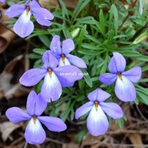 May include: A cluster of birdsfoot violet flowers with five light purple petals, a white center, and a small orange throat, surrounded by thin, deeply divided green leaves. The text birdsfoot violet is visible in the center.