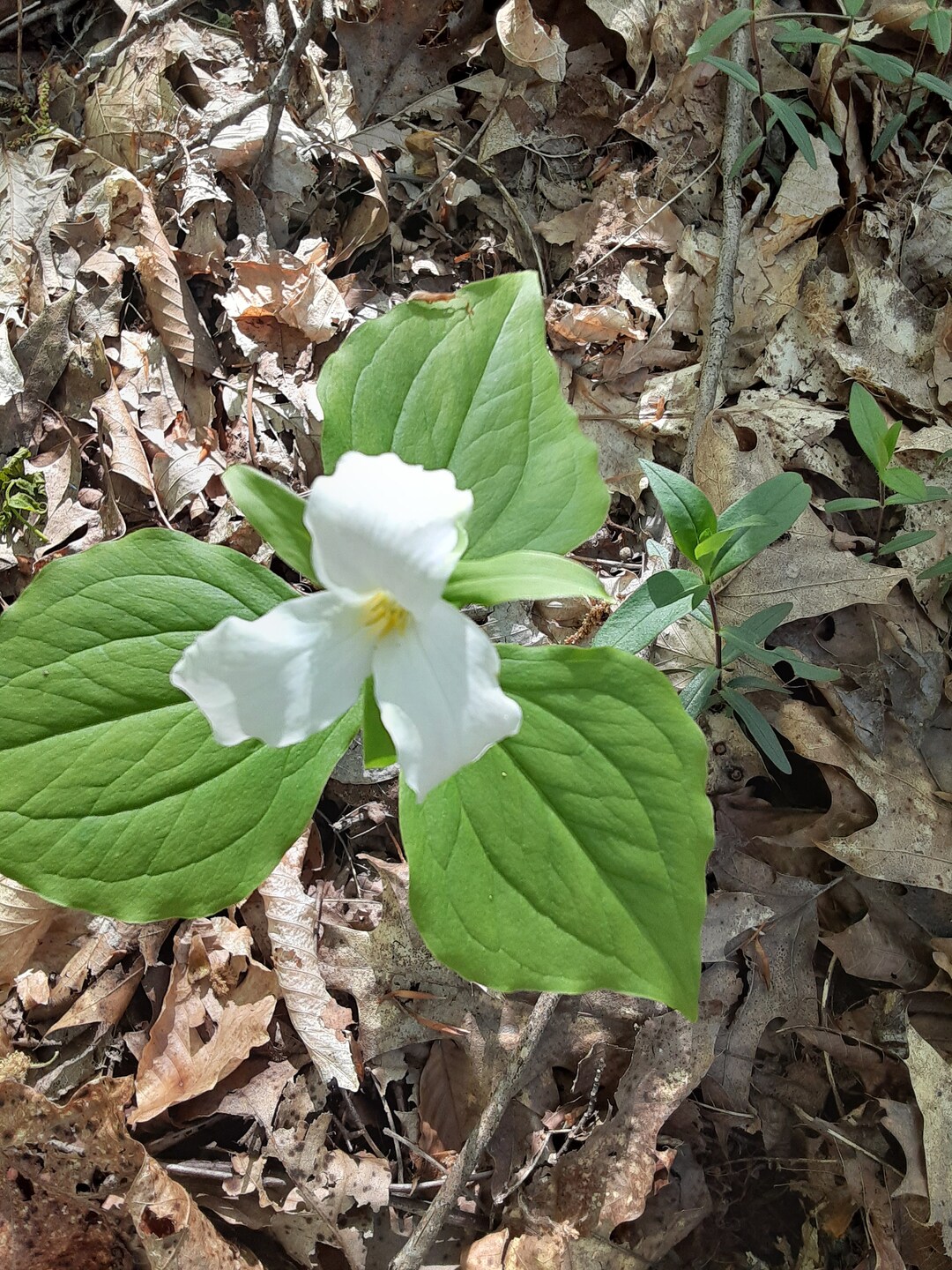 10 White Trillium Bulbs: Bare Root Trillium Grandiflorum for Woodland ...