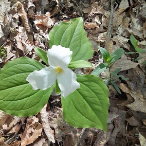 10 White Trillium rhizomes, bareroot, white flowers woodland garden, wildflower garden, Trillium grandiflorum, perennials, native