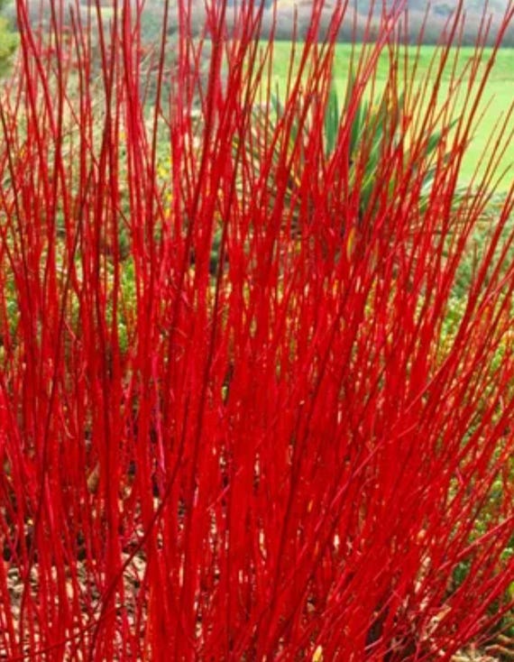5 Red Twig Dogwood Bareroot, Red Osier Shrub (12-18")