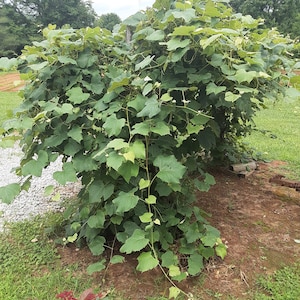 May include: A lush, green grapevine with large, heart-shaped leaves. The vine is full and thriving, with new growth visible. The image is taken outdoors, with a blurred background of trees and a cloudy sky. The ground is covered in grass and mulch.